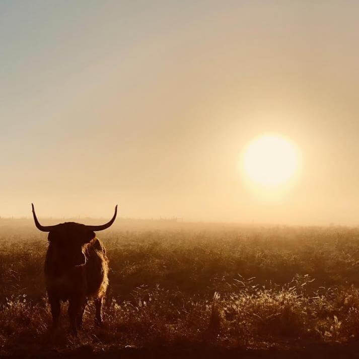 Farmland at sunset with a bull on the left, bathed in golden light, representing the natural origins of premium hemp-derived terpenes