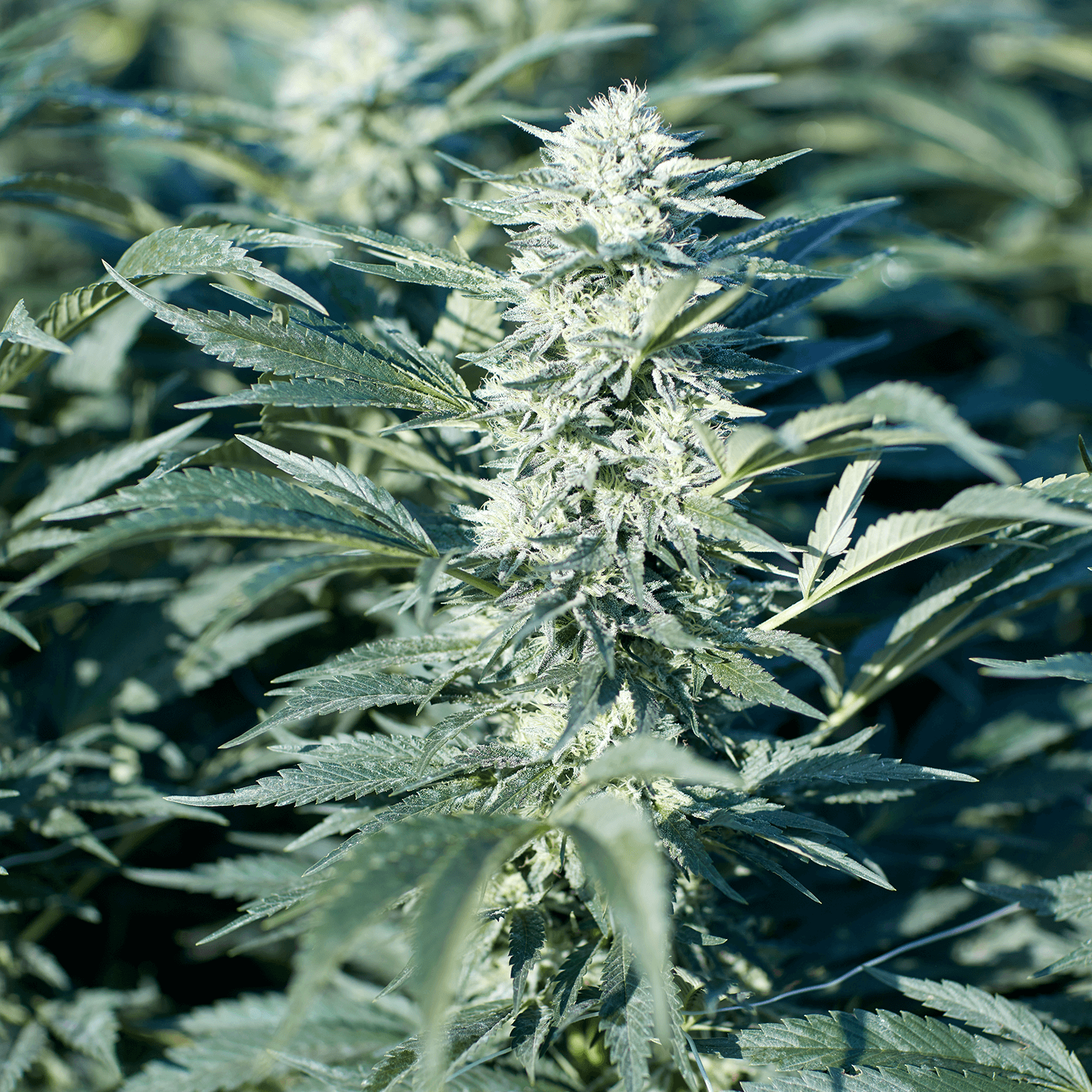 Emerald green hemp plant, source of cannabis-derived and hemp terpenes for vaping, edibles, aromatherapy, and CBD products