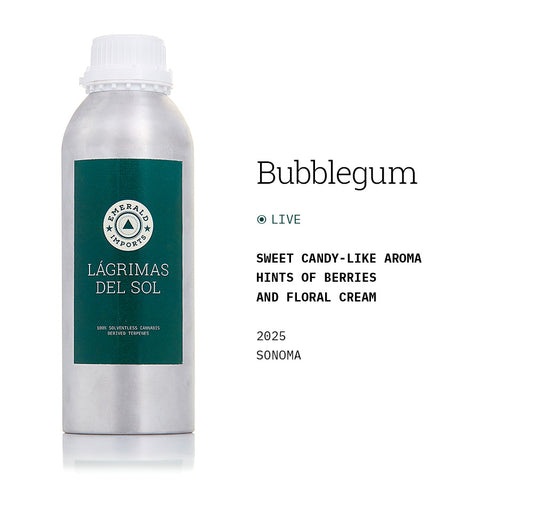 Bubblegum 2025 (Live)