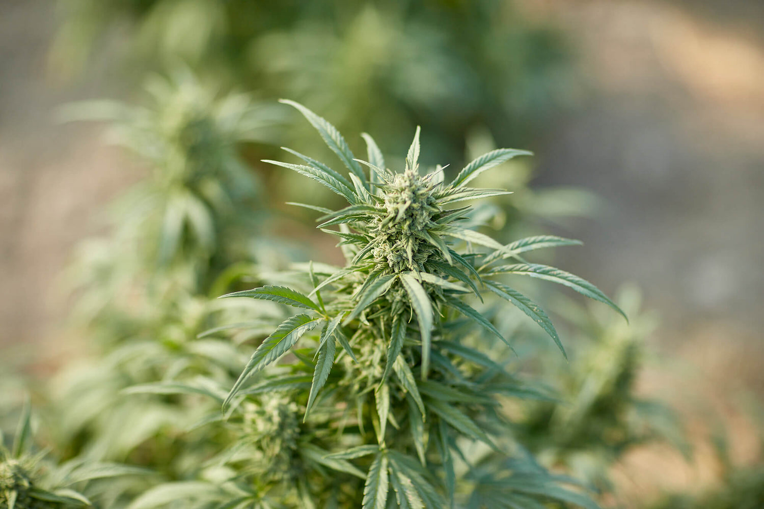 Close-up of a hemp plant in focus with a blurred background, highlighting the natural source of premium terpenes for CBD and aromatherapy