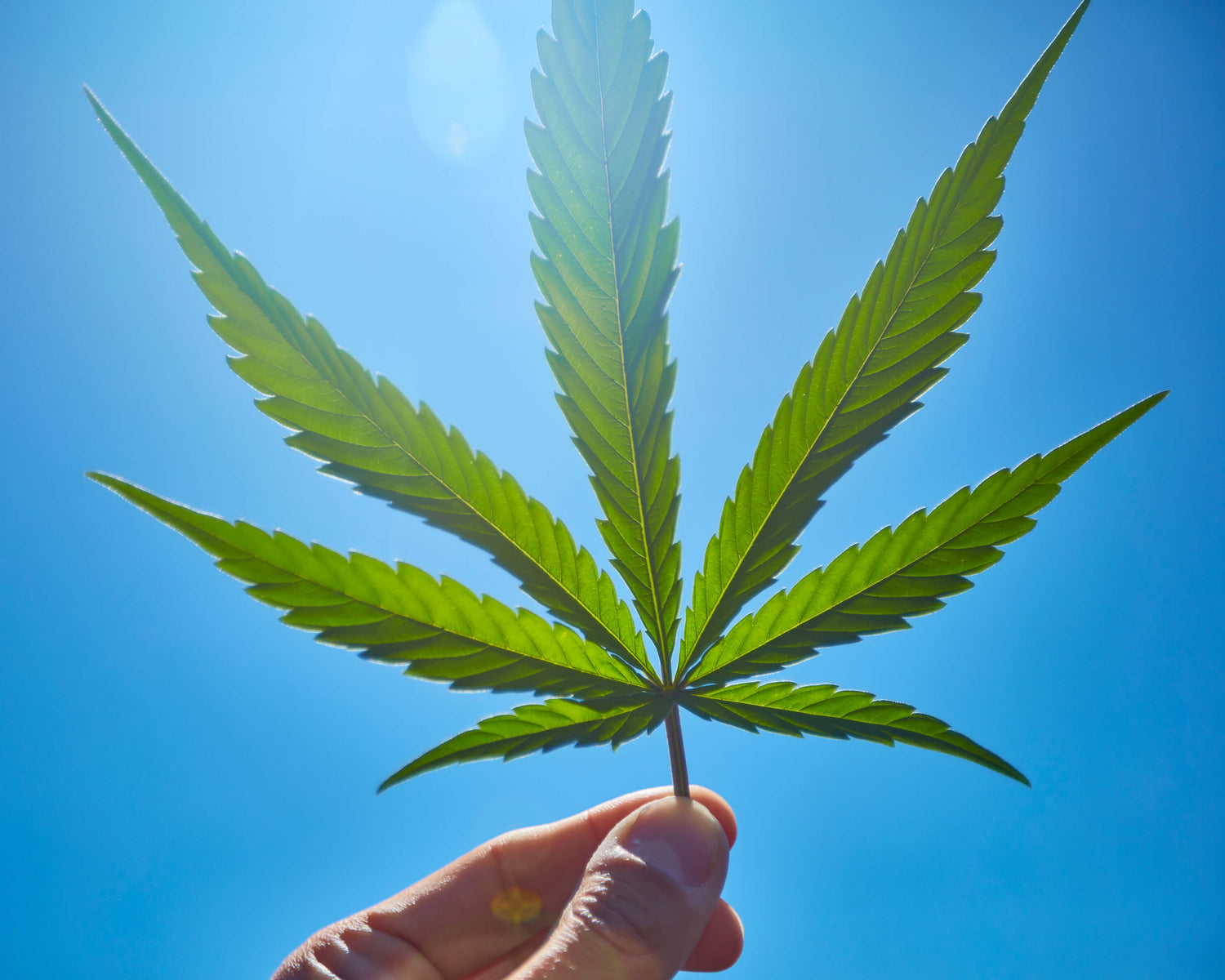 Single hemp leaf held against a blue sky, symbolizing the purity of natural hemp terpenes for CBD, vaping, and aromatherapy