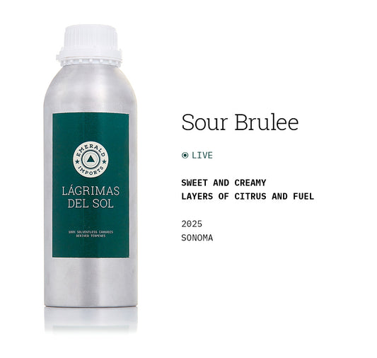 Sour Brulee 2025 (Live)