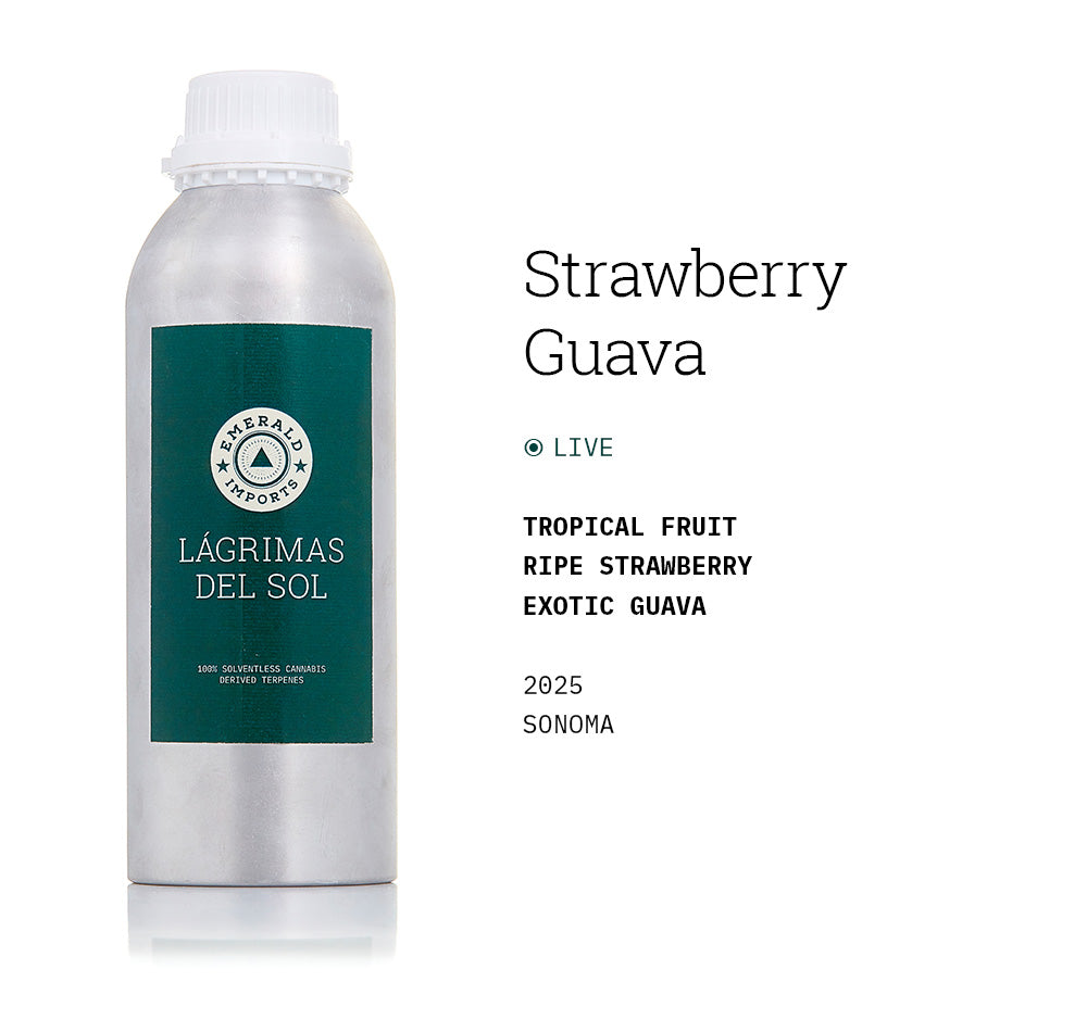 Strawberry Guava 2025 (Live)